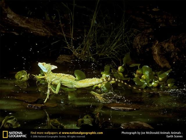 Animal and wildlife photography by National Geographic