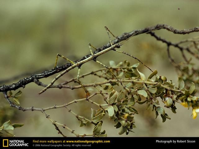 Animal and wildlife photography by National Geographic