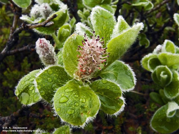 weird plants around the world