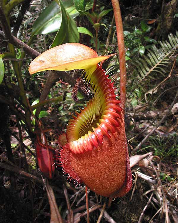 weird plants around the world