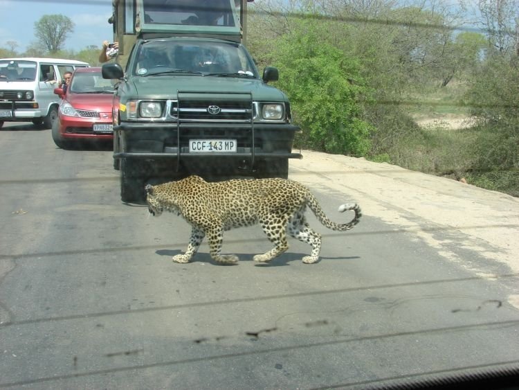 Kruger National Park, South Africa