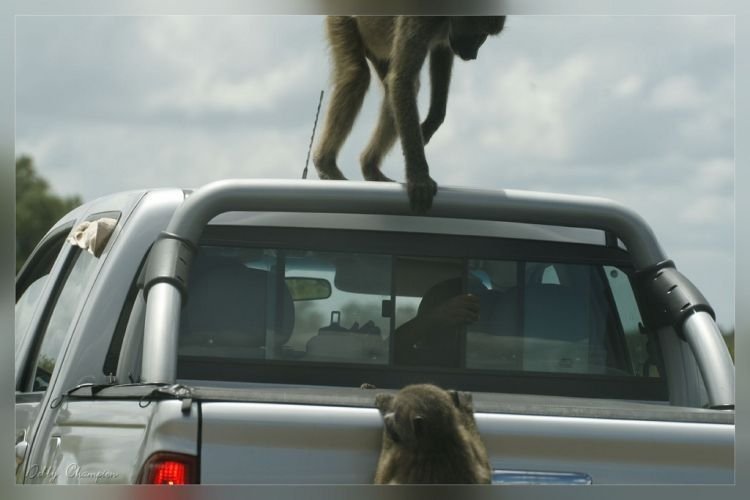 Kruger National Park, South Africa