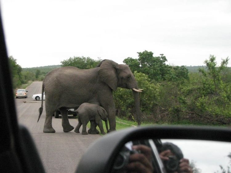 Kruger National Park, South Africa