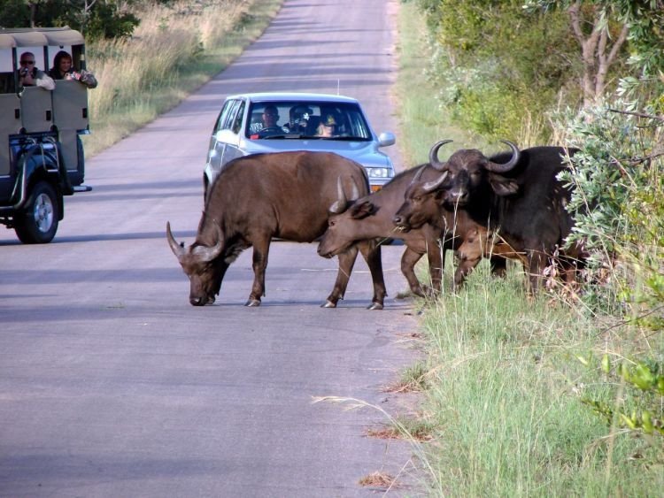 Kruger National Park, South Africa