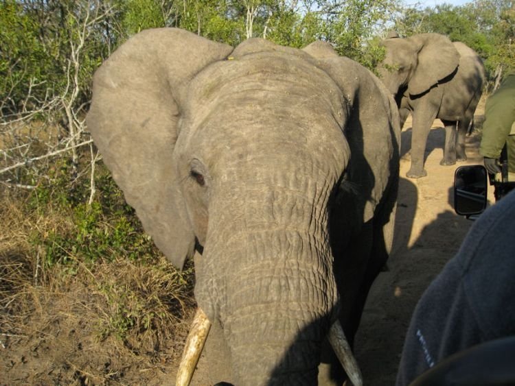 Kruger National Park, South Africa