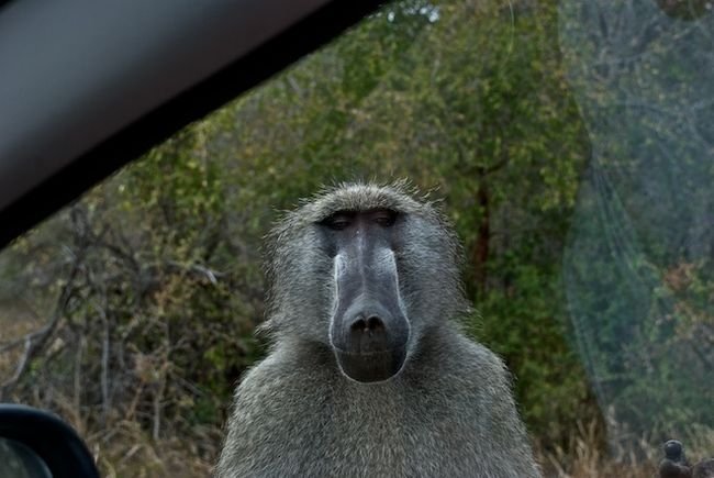 Kruger National Park, South Africa