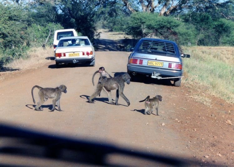 Kruger National Park, South Africa