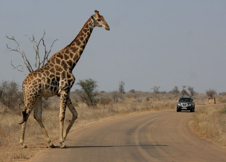 Kruger National Park, South Africa