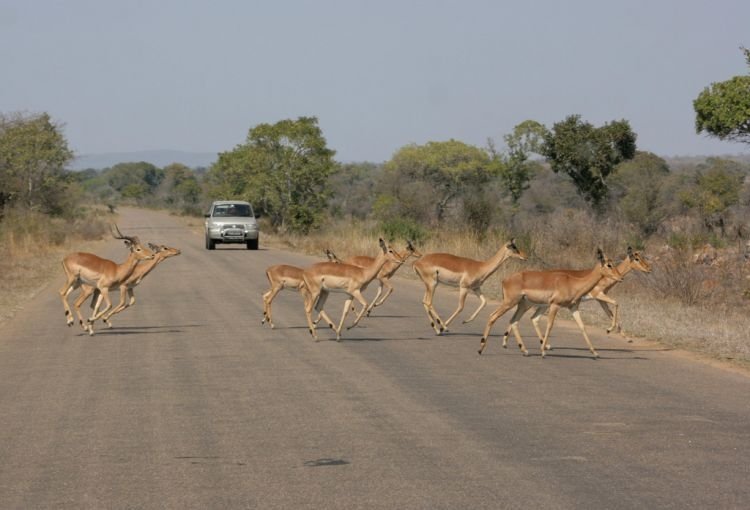 Kruger National Park, South Africa