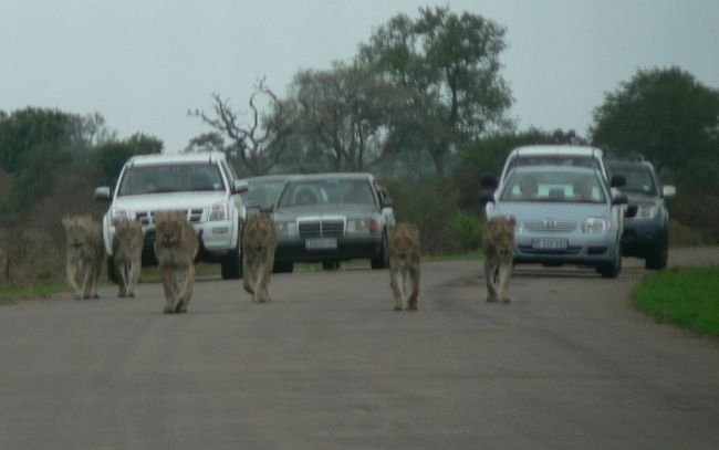 Kruger National Park, South Africa