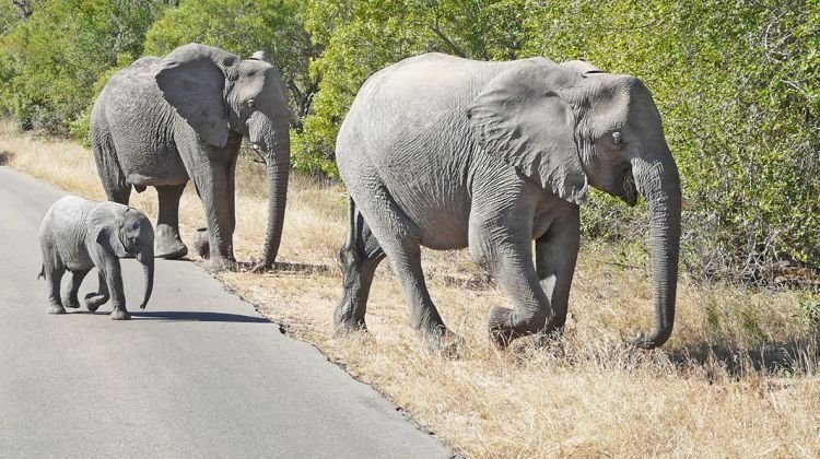 Kruger National Park, South Africa