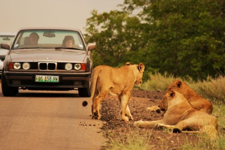 Kruger National Park, South Africa