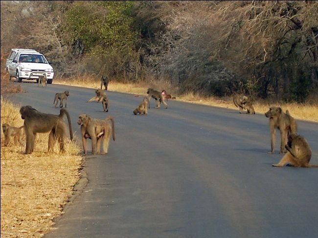 Kruger National Park, South Africa