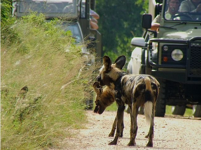 Kruger National Park, South Africa