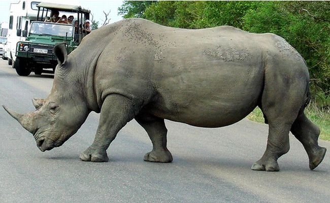 Kruger National Park, South Africa