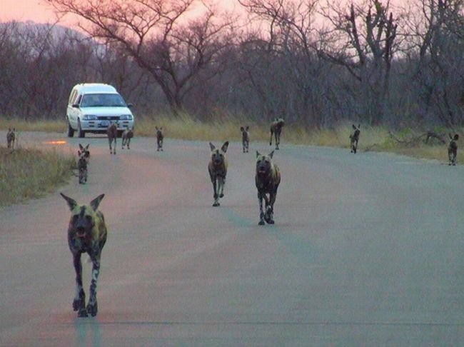 Kruger National Park, South Africa