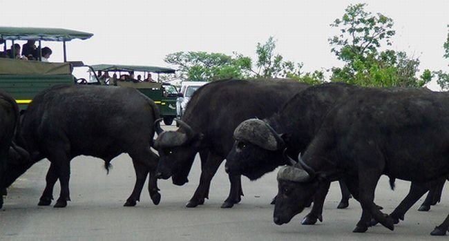 Kruger National Park, South Africa