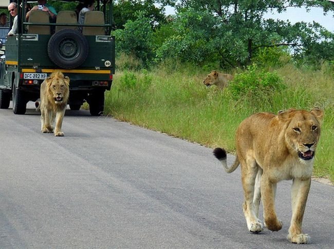 Kruger National Park, South Africa