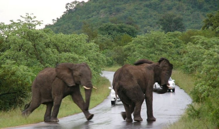 Kruger National Park, South Africa