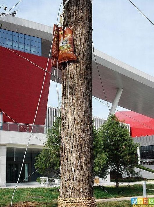 Caring for the trees, China