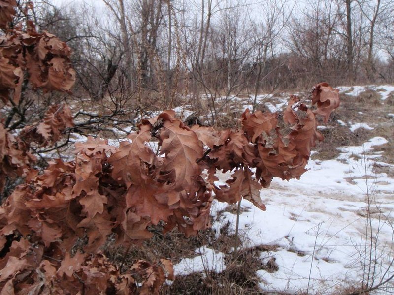 how oak wakes up in spring