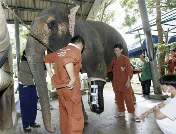 elephant lost his leg on the bomb