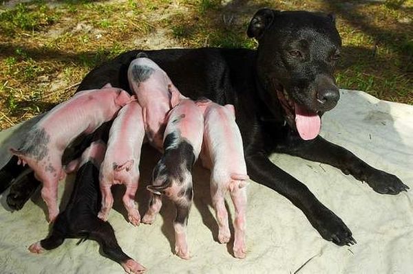 dog mother with pigs
