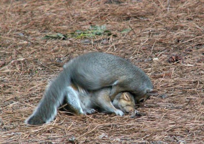 squirrel fight