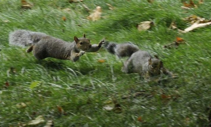 squirrel fight