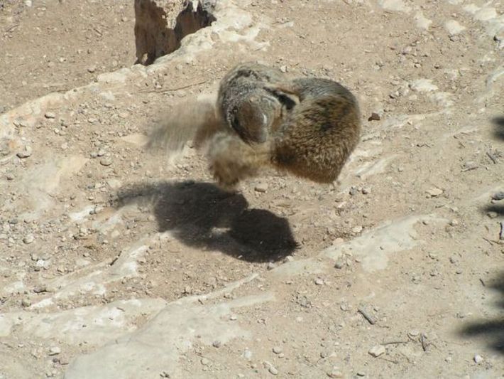 squirrel fight