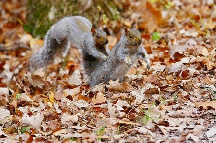 squirrel fight