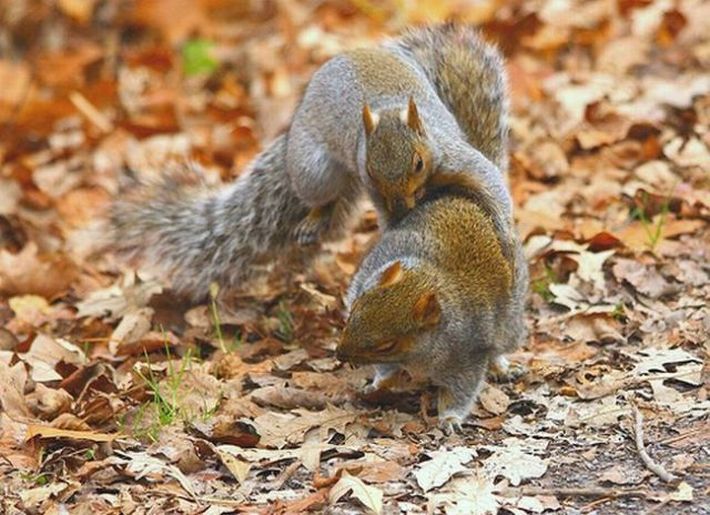 squirrel fight