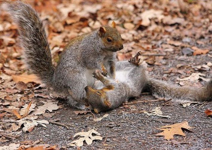 squirrel fight