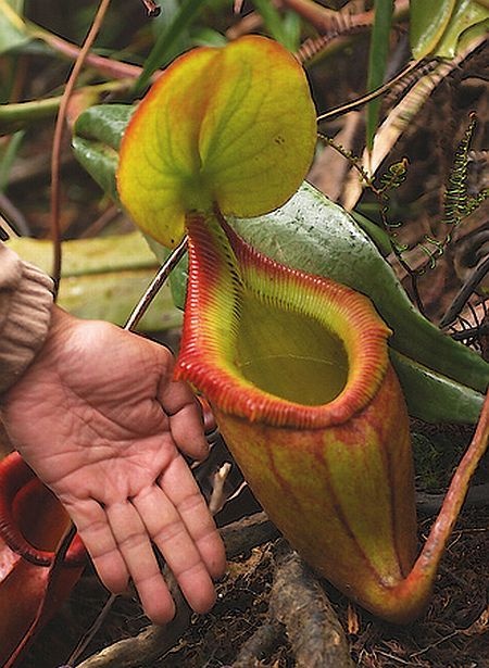 carnivorous plant consuming insects