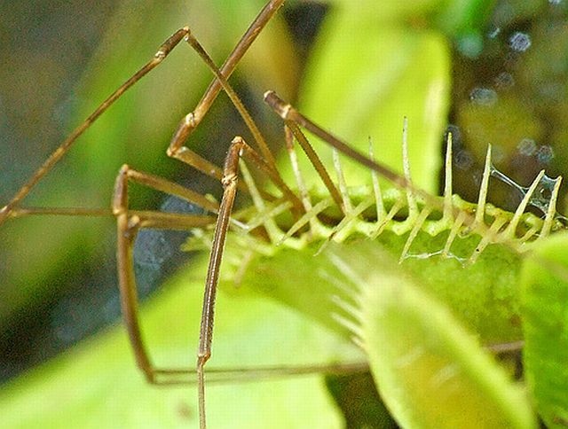 carnivorous plant consuming insects