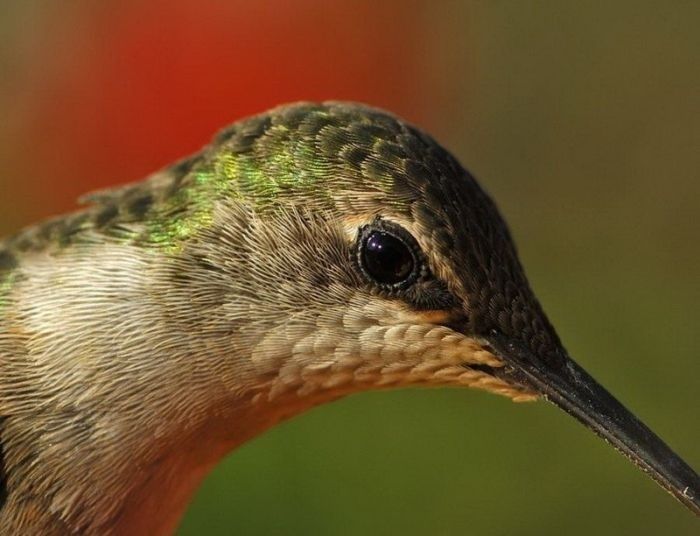 animal macro photography