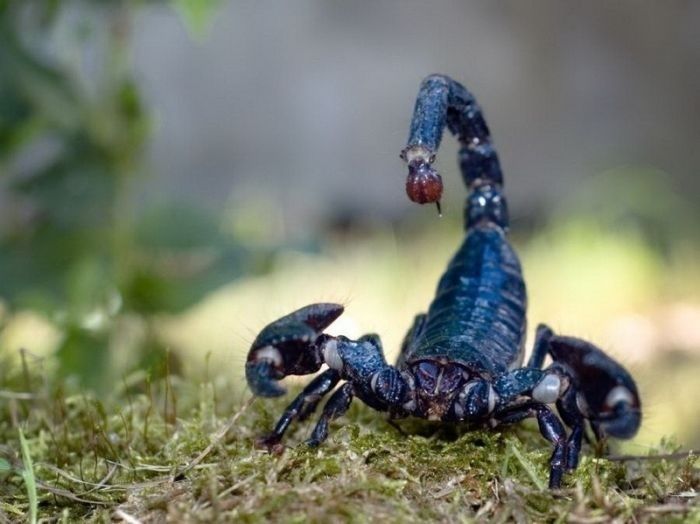 animal macro photography