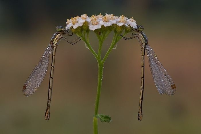 animal macro photography