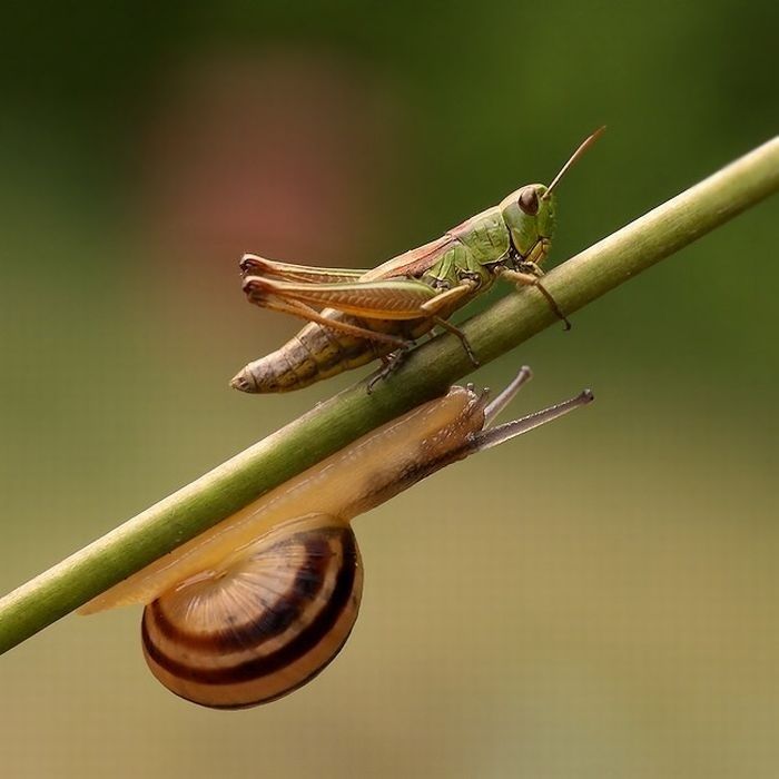 animal macro photography