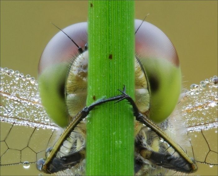 animal macro photography