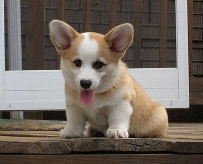 Pembroke Welch Corgi