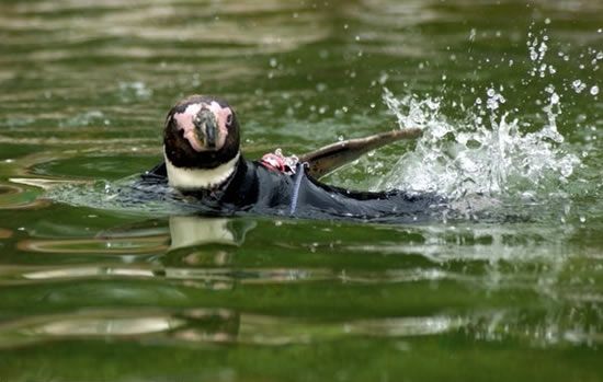 penguin in a diving suit