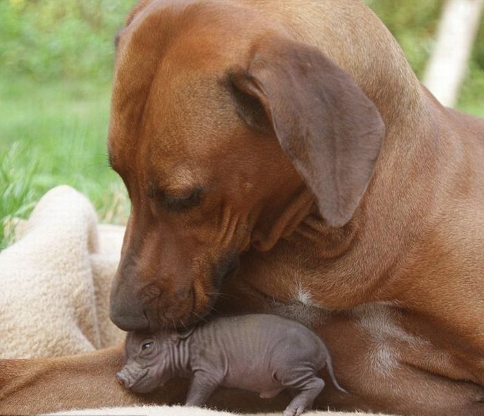 dog with abandoned pig