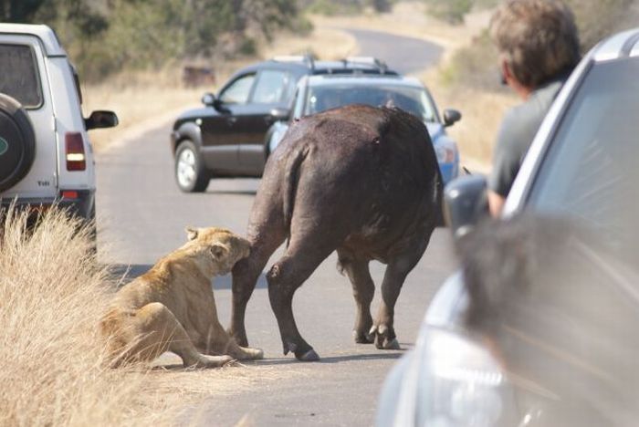 lioness against a buffalo