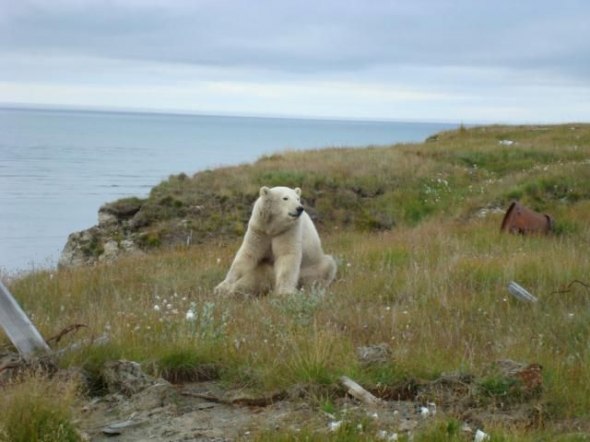 polar bear in the construction area