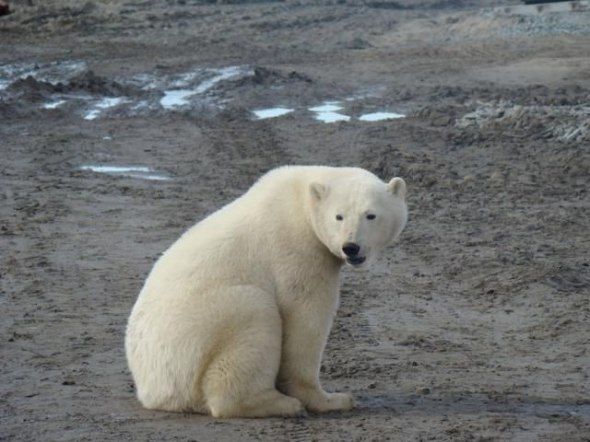 polar bear in the construction area