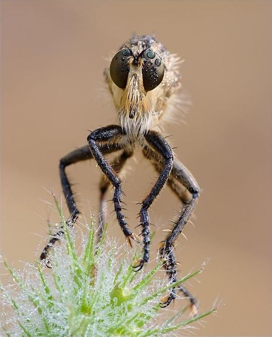 insect macro photography