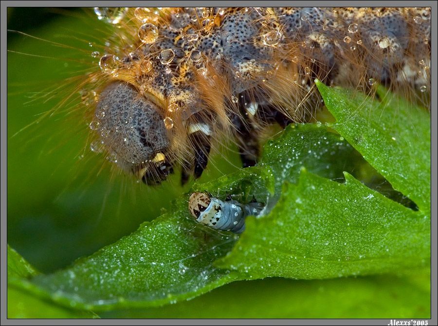 insect macro photography