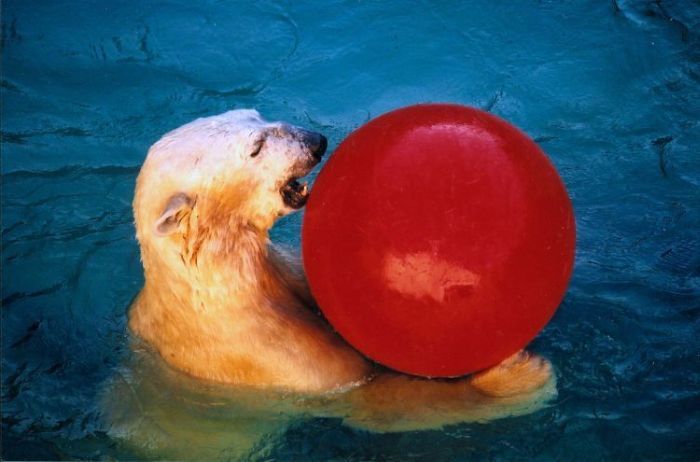 playful polar bear