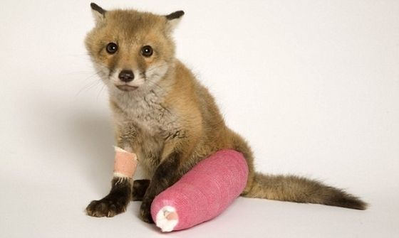 injured animals